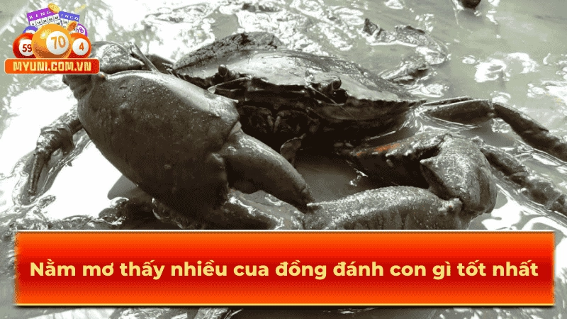 Báo mộng thấy nhiều cua đồng nên đánh số gì thì thắng lớn