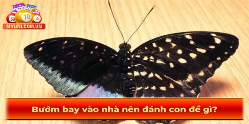 Buom-bay-vao-nha-nen-danh-con-de-gi