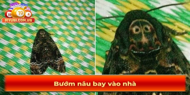 Bướm bay vào nhà tốt hay xấu? Bướm bay vào nhà đánh con gì chắc ăn?