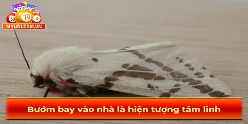 Buom-vao-nha-la-hien-tuong-tam-linh