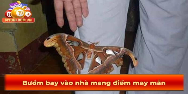 Buom-vao-nha-mang-dieu-may-man