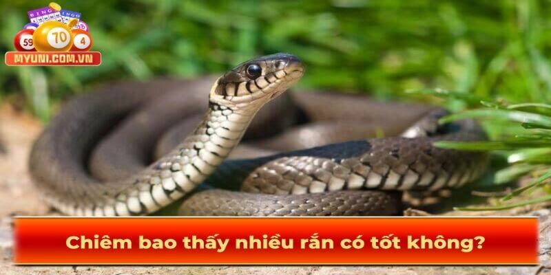 Chiem-bao-thay-ran-co-tot-khong
