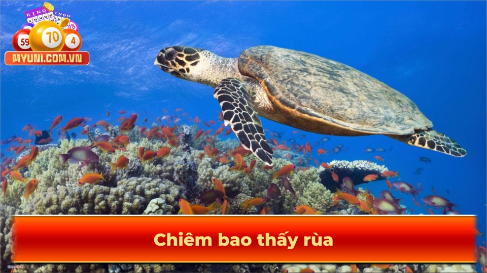 Chiem-bao-thay-rua