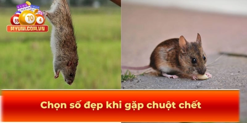 Chọn số đẹp khi gặp chuột chết