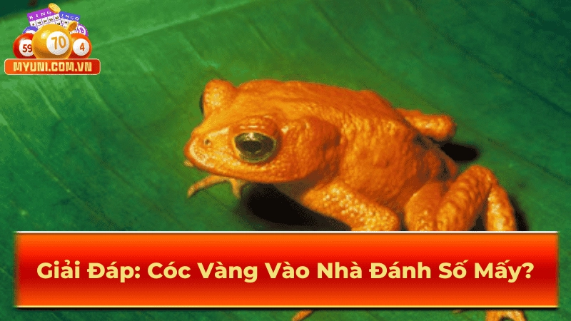 Cóc Vàng Vào Nhà Đánh Số Mấy? MYUNI Bật Mí Con Số May Mắn
