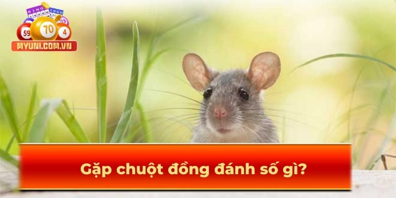 Con chuột đánh số gì?
