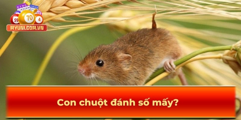 Luận giải: Con chuột đánh số mấy?