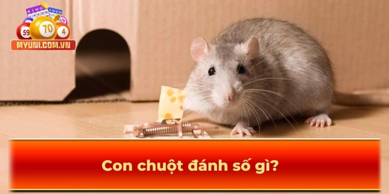 Con chuột nhắt ăn phô mai đánh số gì?