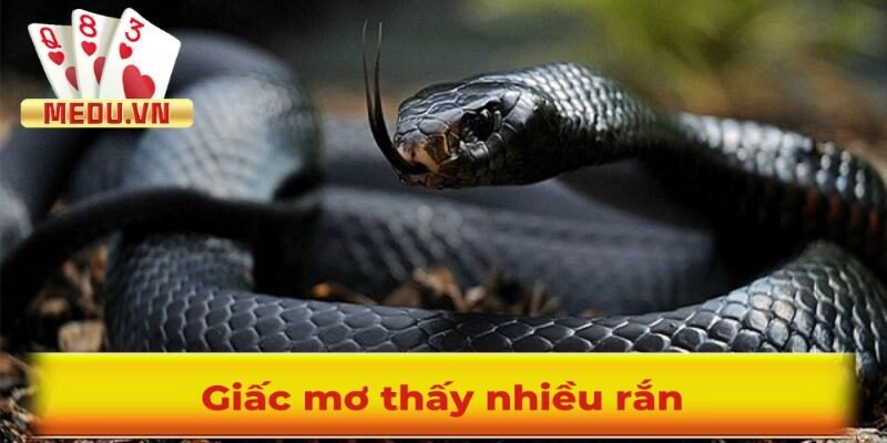 Mơ thấy rắn là điềm gì? Mơ thấy nhiều rắn đánh con gì?