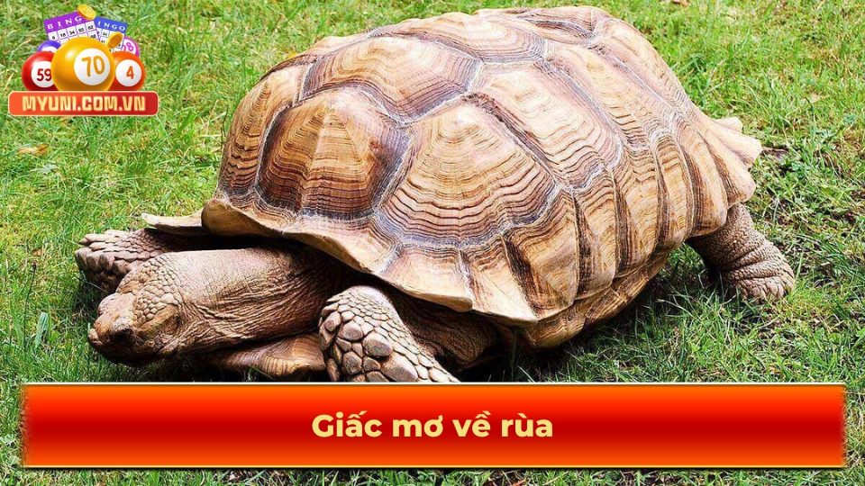 Giac-mo-ve-rua