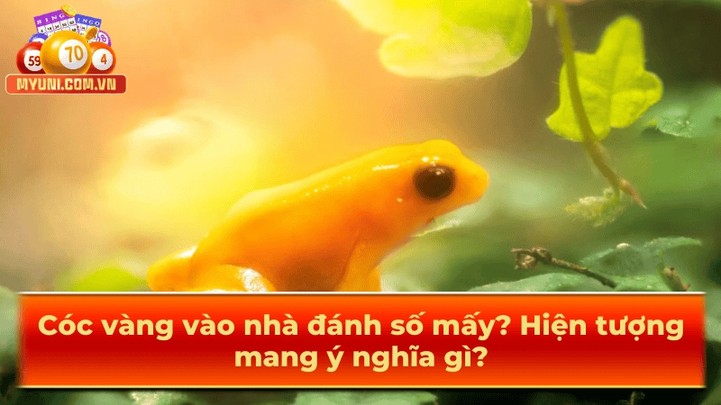 Hiện tượng xuất hiện cóc vàng hiện nay mang ý nghĩa lớn