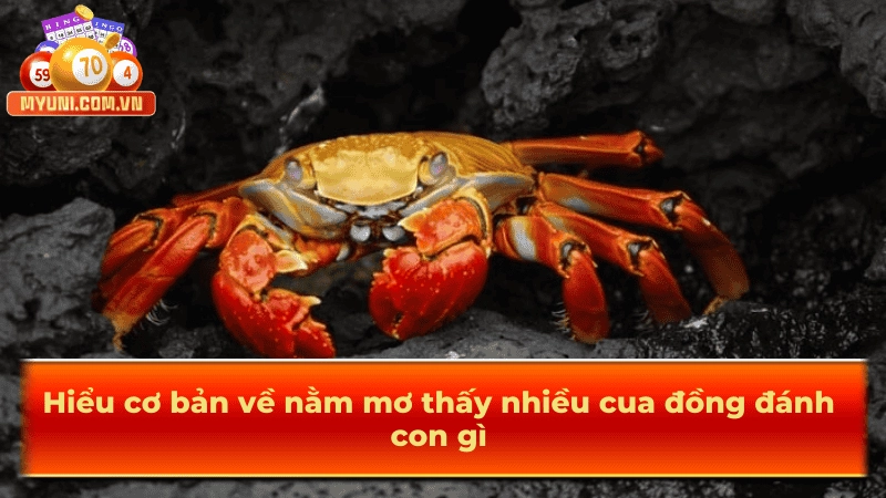 Hiểu cơ bản về nằm mơ thấy nhiều cua đồng đánh con gì