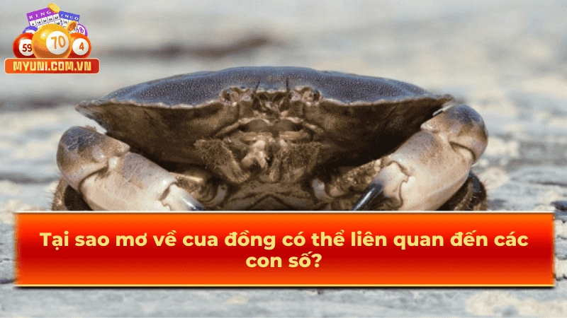 Lý do giấc mộng về cua đồng thật sự có liên quan đến các con số