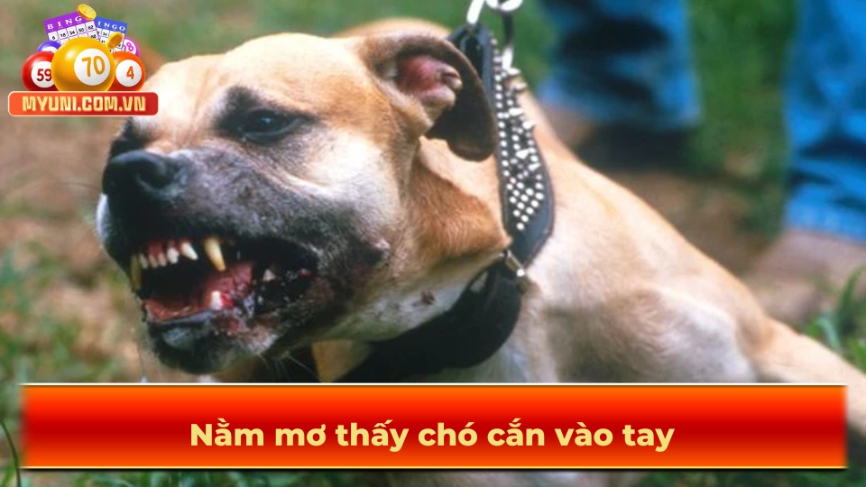 Mo-thay-bi-cho-can-vao-tay