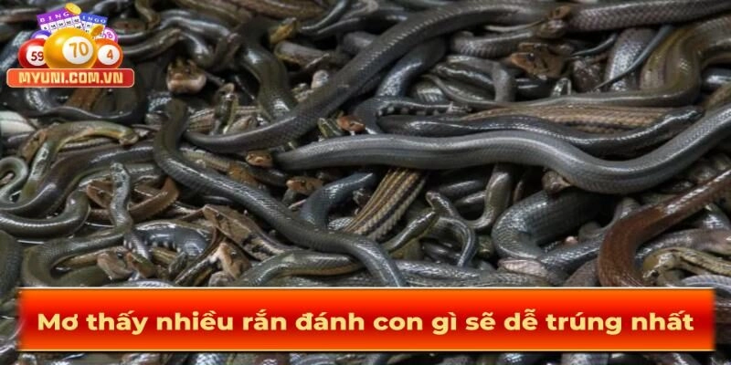Mo-thay-nhieu-ran-danh-con-gi-de-trung-nhat