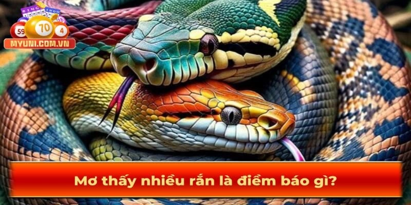 Mo-thay-nhieu-ran-la-diem-bao-gi