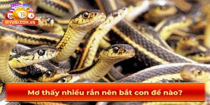 Mo-thay-nhieu-ran-nen-bat-con-den-nao