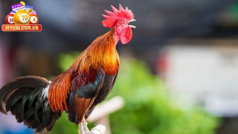 Mong-thay-ga-trong-dai-dien-cho-hoi-vien-da-va-dang-gat-hai-duoc-van-may