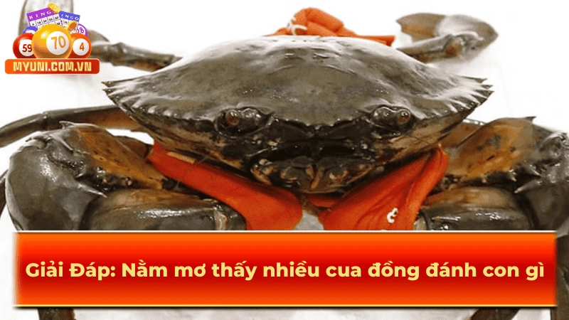Nằm Mơ Thấy Nhiều Cua Đồng Đánh Con Gì – Giải Mã Cùng MYUNI