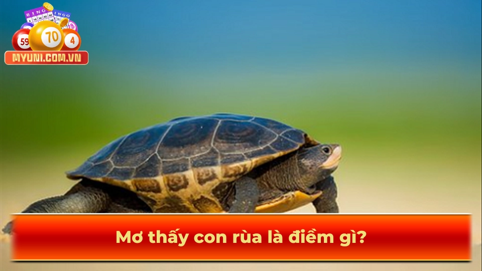 Nam-mo-thay-rua-diem-gi