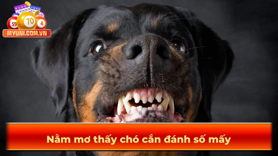 Nhung-chu-y-cho-giac-mo-thay-cho-can