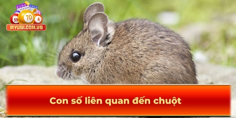 Số đẹp tương ứng với chuột đồng