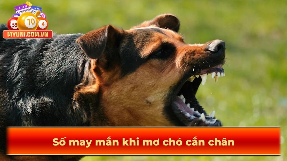 So-may-man-khi-mo-cho-can-chan