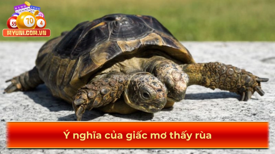 Y-nghia-cua-giac-mo-thay-rua