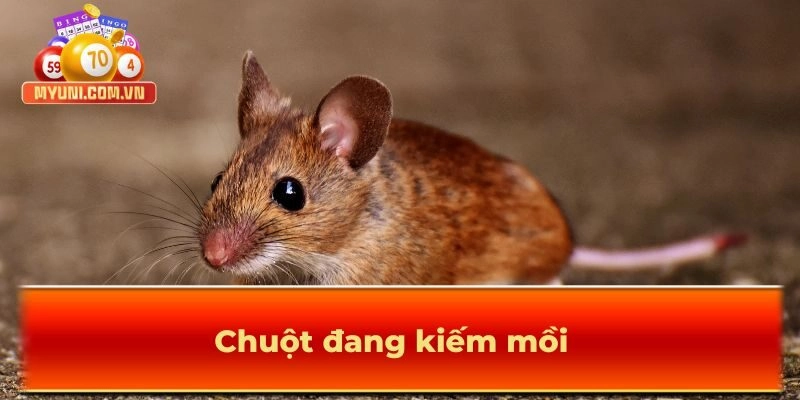 Ý nghĩa khi gặp con chuột